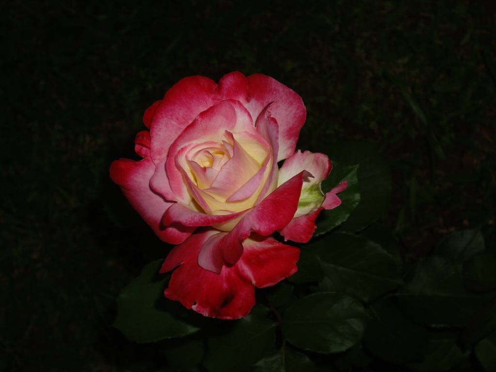 IMGP0247