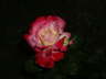 IMGP0247