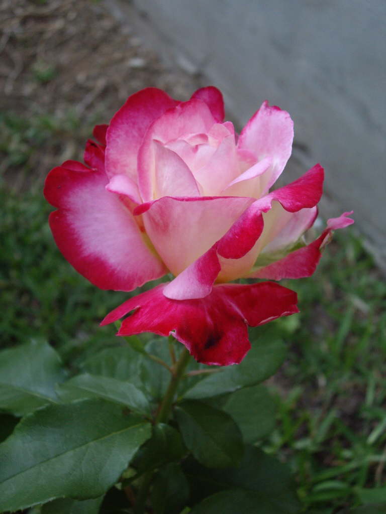 IMGP0250