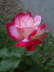 IMGP0250