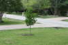Red oak replacement bur oak 2009