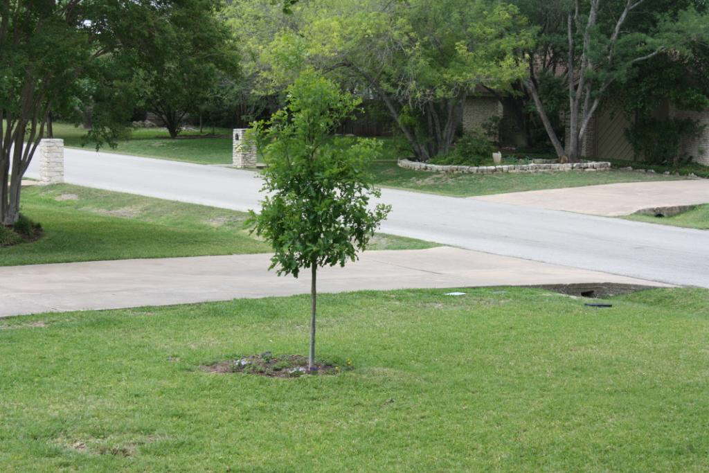 Red oak replacement bur oak 2009