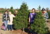 xmas tree cutting 2010